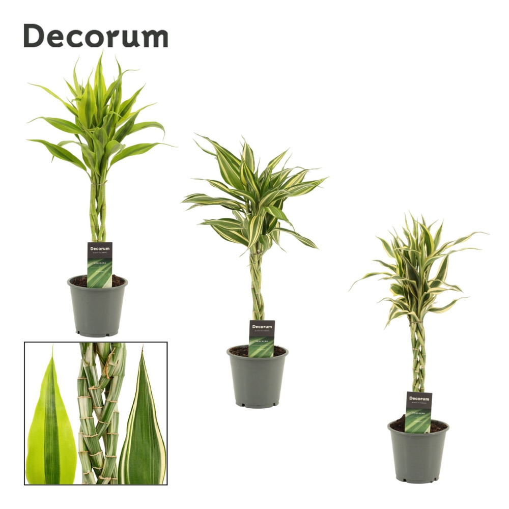 Dracaena Sanderiana vlecht mix 12 cm (Decorum).