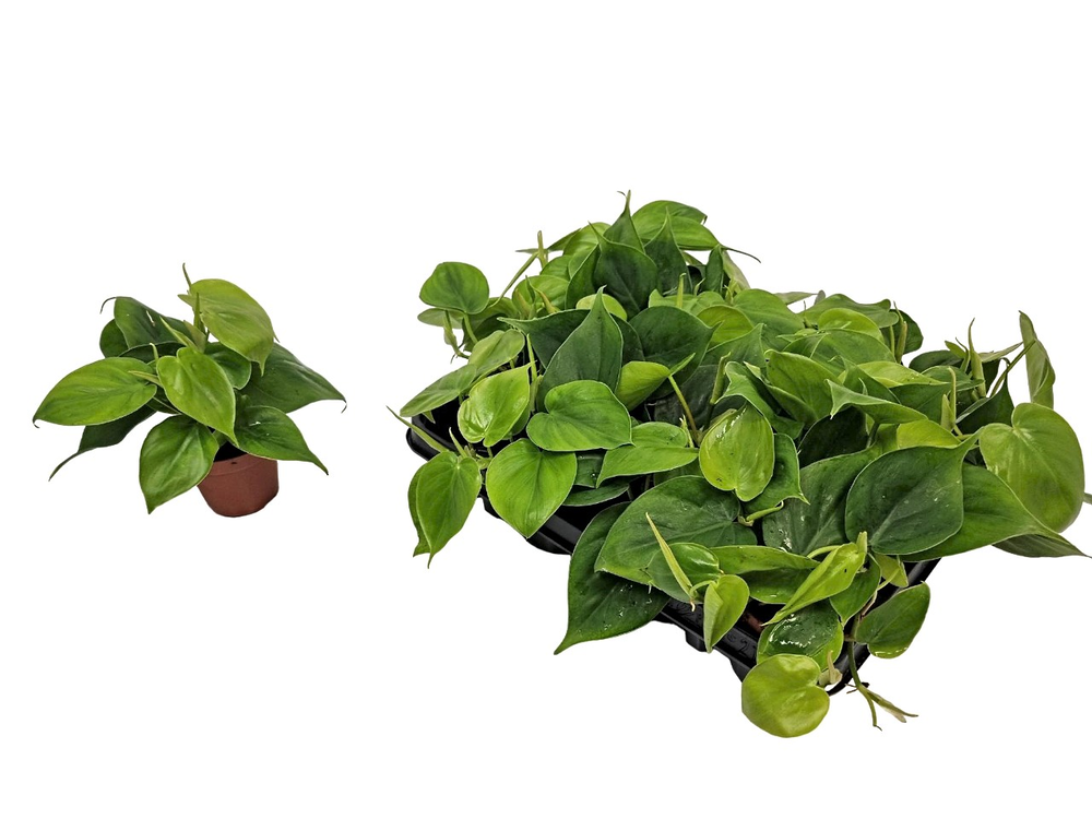 Philodendron Scandens.