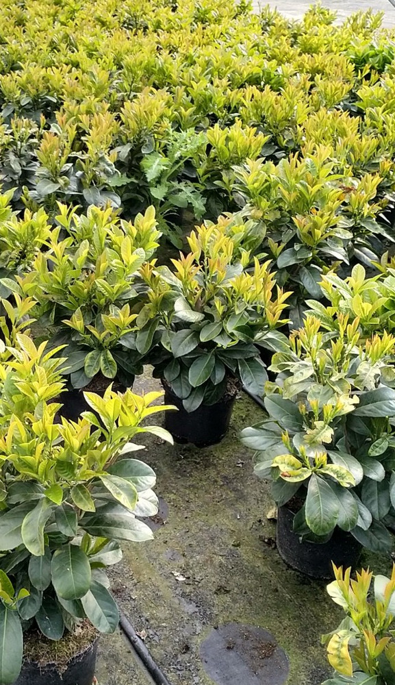 Prunus laurocerasus 'Etna'®.