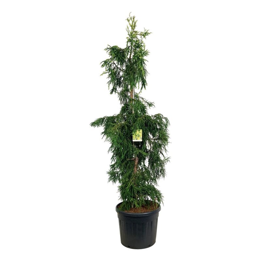 Cryptomeria j. 'Kyara Gold'.