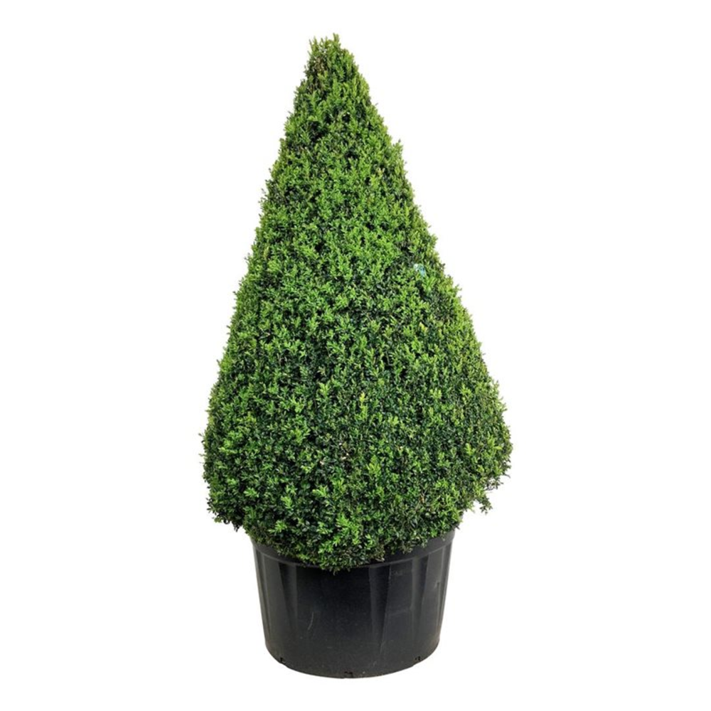 Buxus sempervirens.