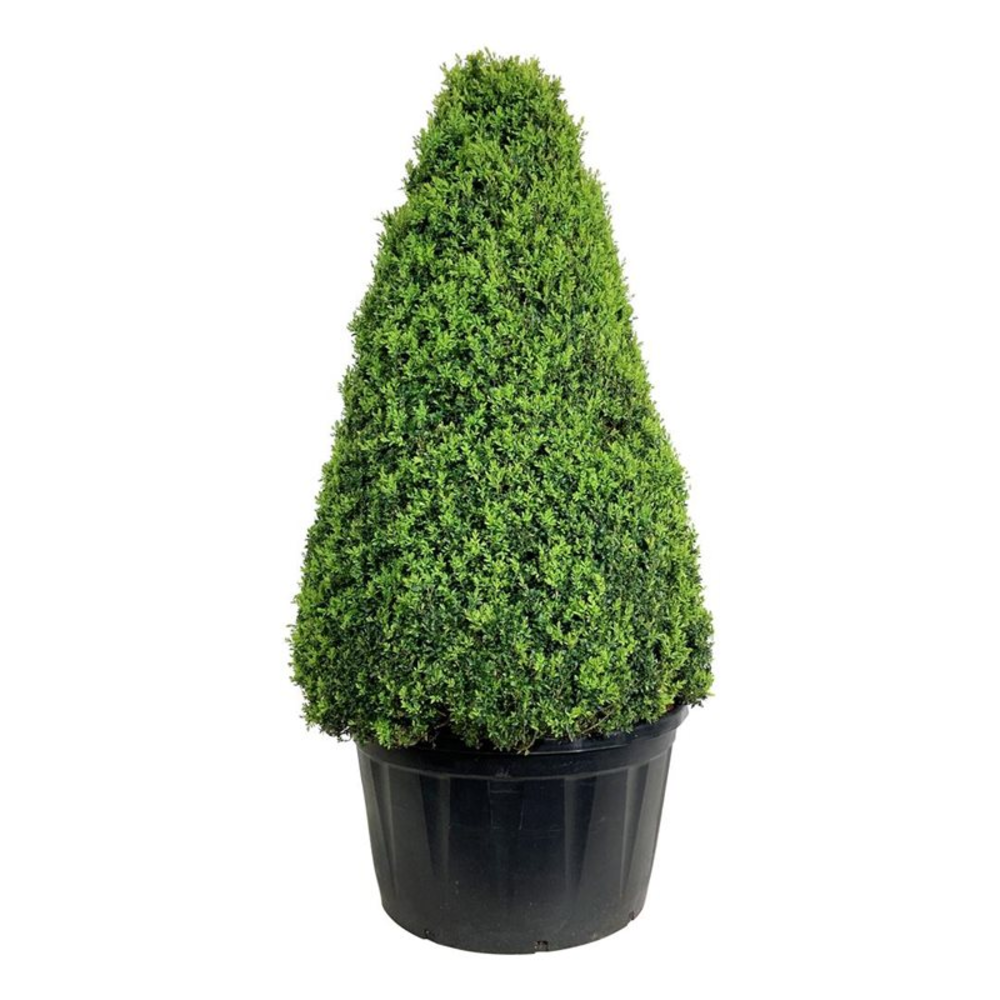 Buxus sempervirens.