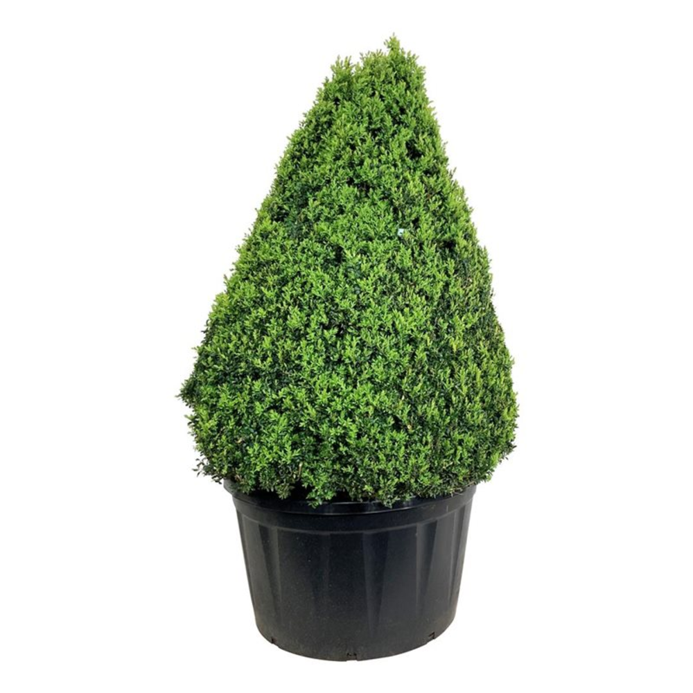 Buxus sempervirens.