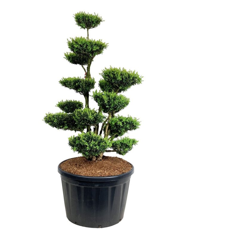 Buxus sempervirens.