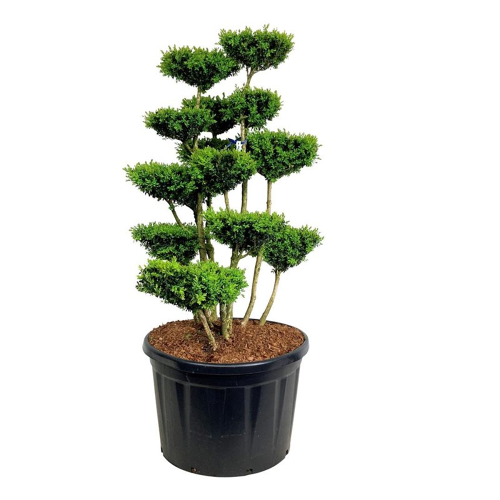 Buxus sempervirens.