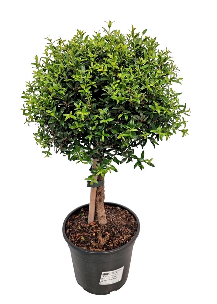 Myrtus Communis Stem - 1079.