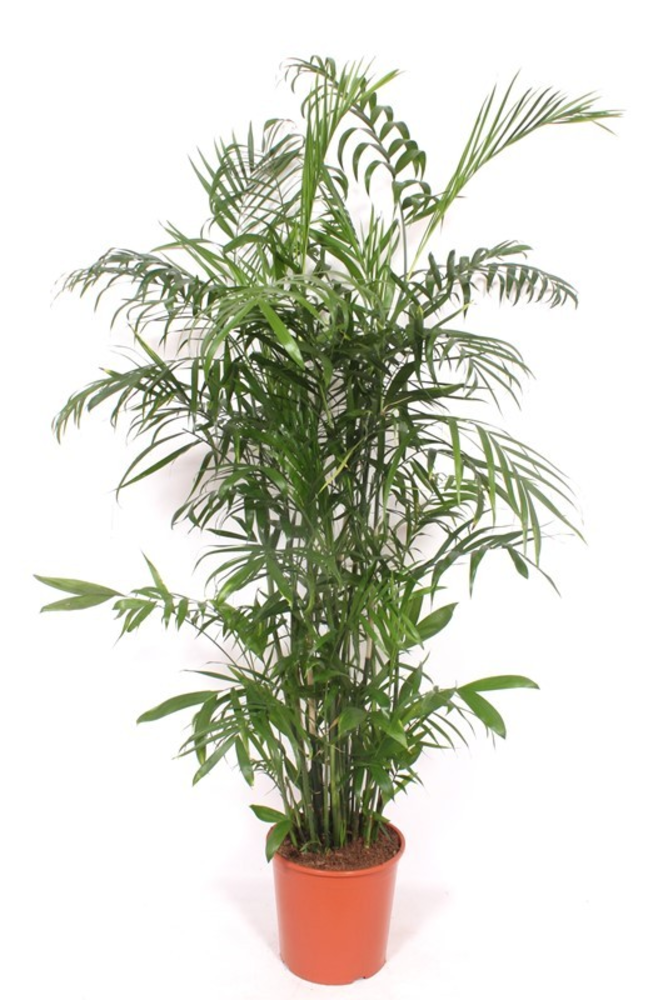 Chamaedorea Seifrizii.