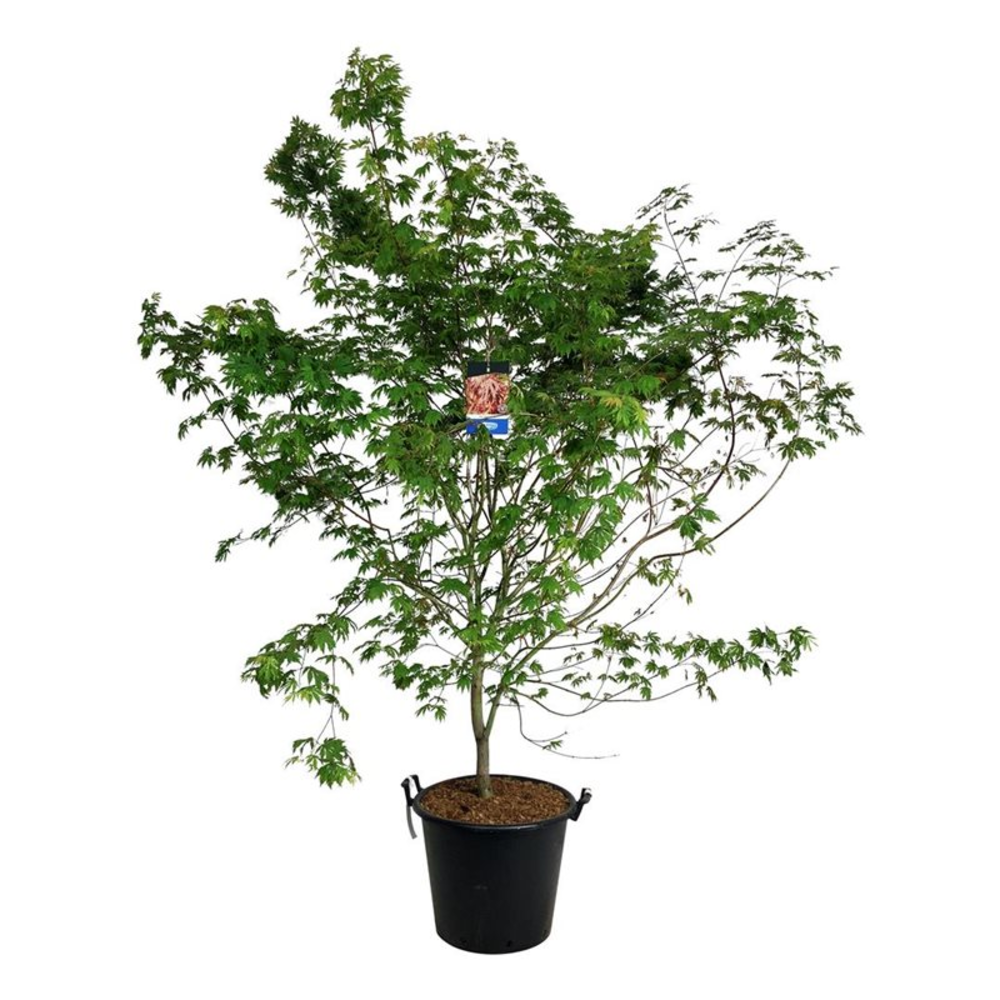 Acer North Wind ®.