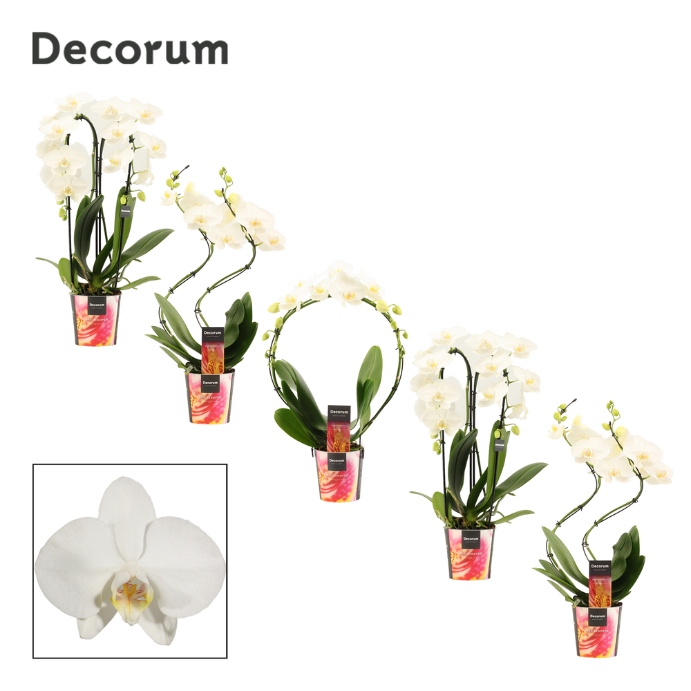 Phalaenopsis vormen mix 2 tak wit (Decorum).