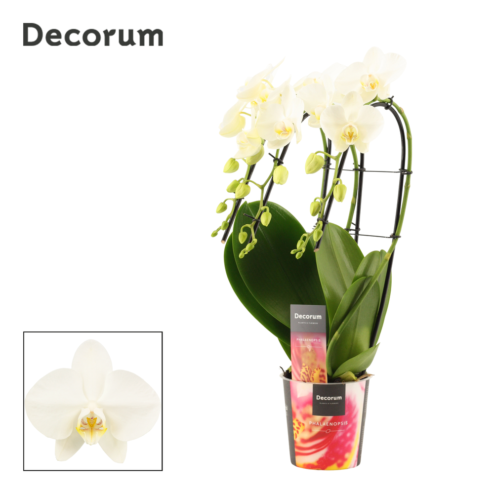 Phalaenopsis triple cascade wit (Decorum).