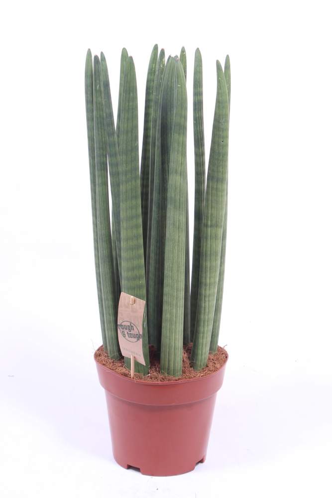 Sansevieria Straight.