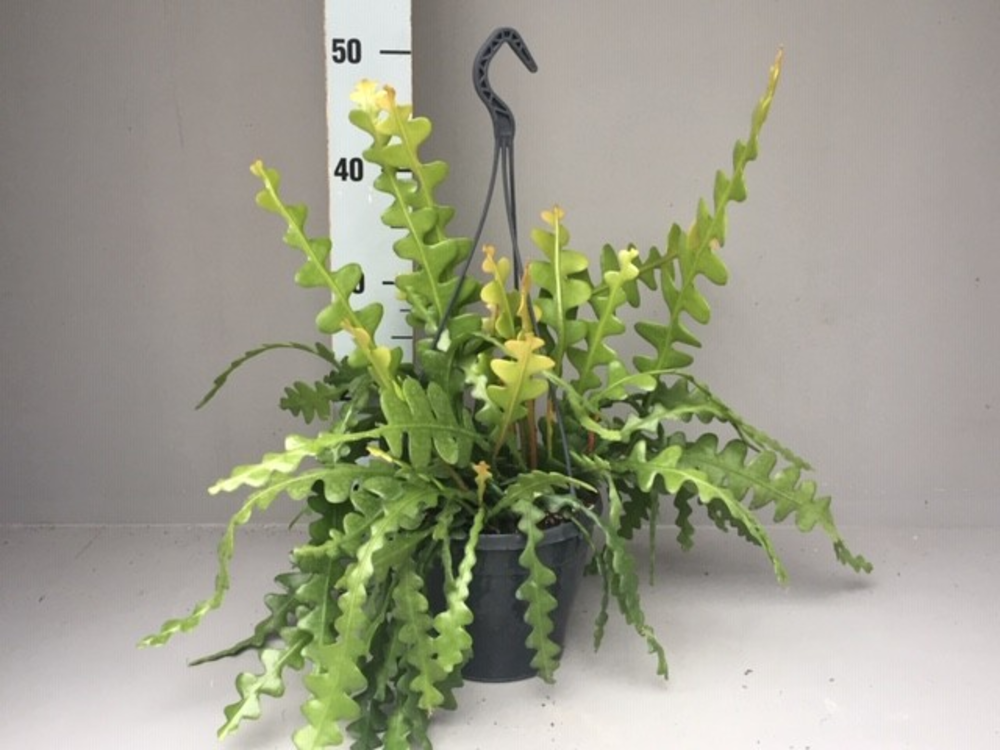 Epiphyllum Anguliger.