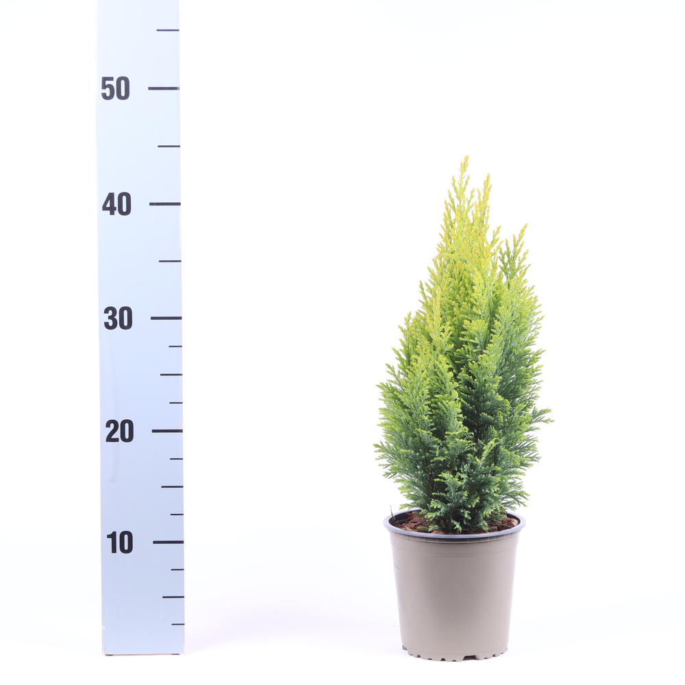 Chamaecyparis lawsoniana 'Ellwood's Empire'.
