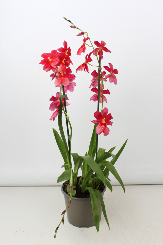 Cambria Nelly Isler toef 2 tak 17 cm.