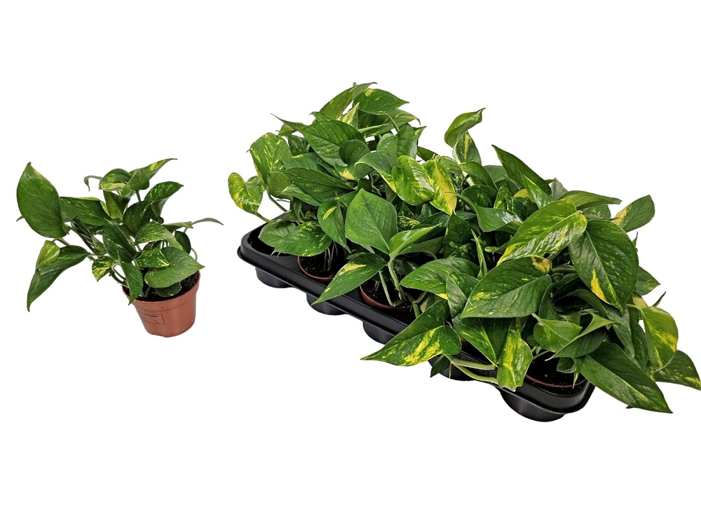 Epipremnum Pinnatum 'aureum'.