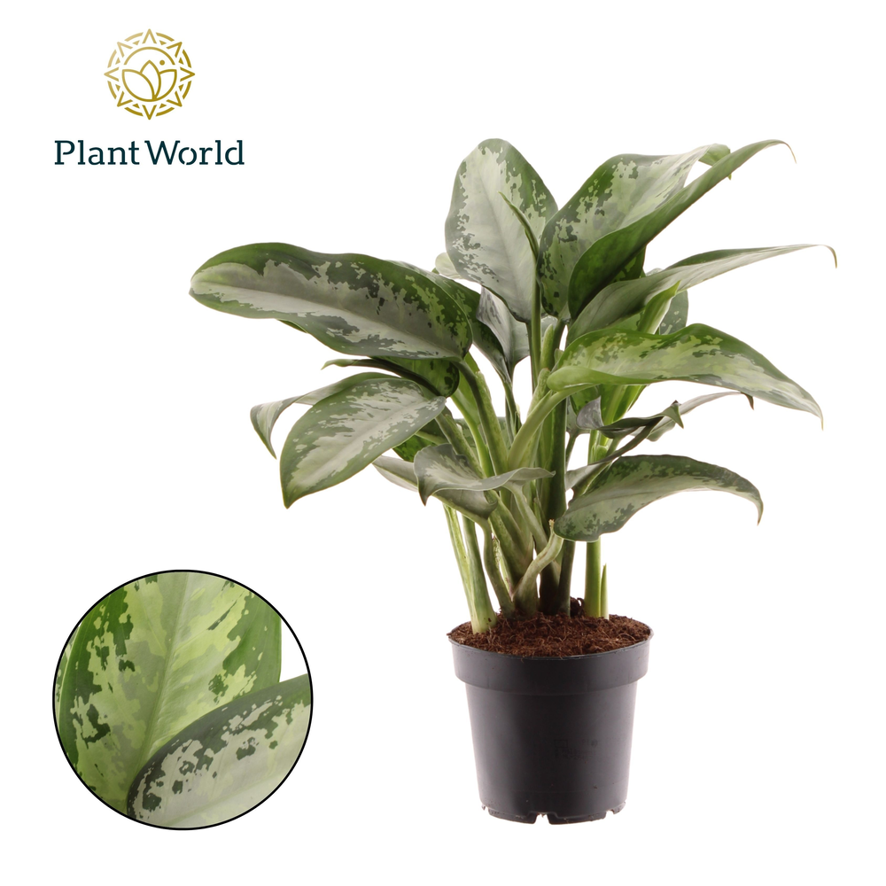 Aglaonema Jubilee Petite.
