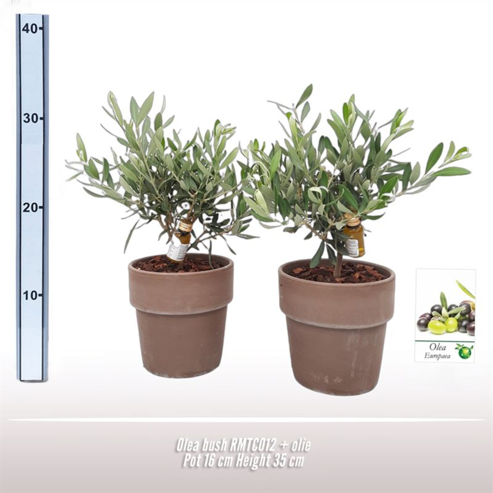 Olea struik 16cm NL RMTC012.