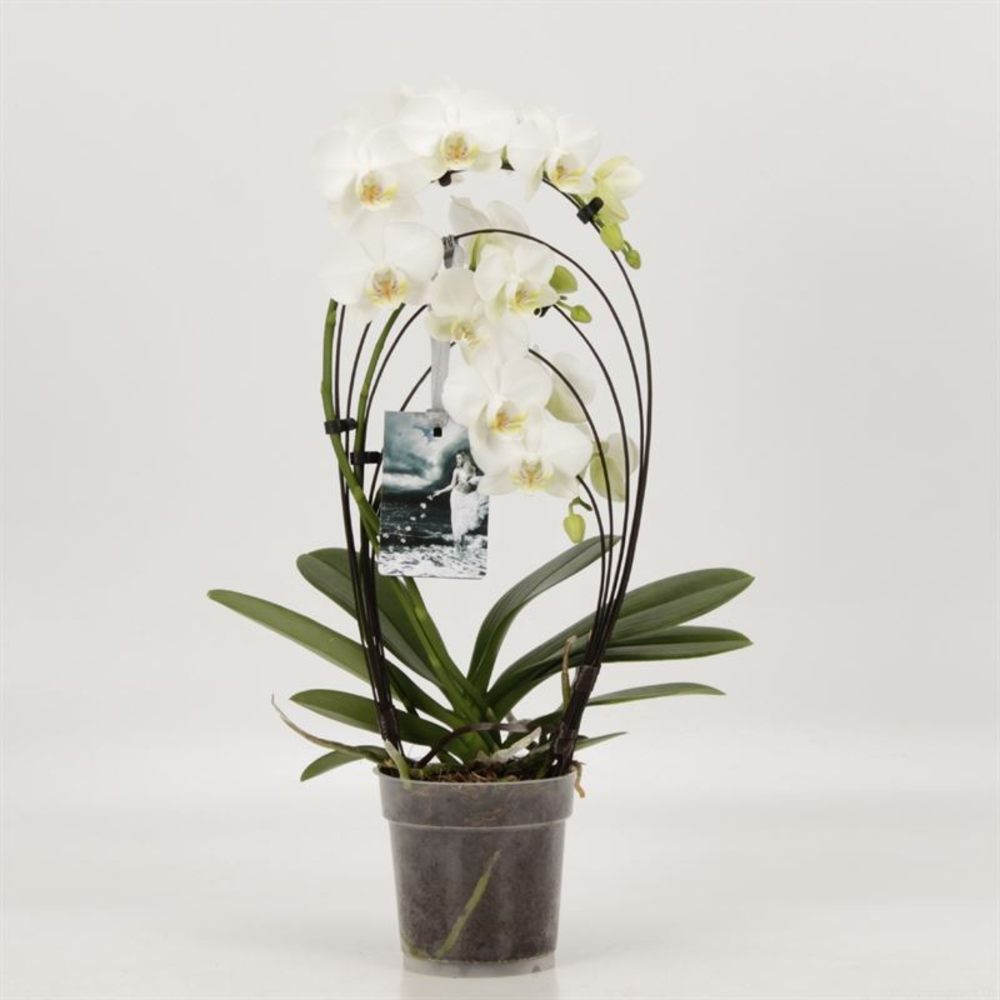 Phalaenopsis overig 3 tak Rainbow Wit.