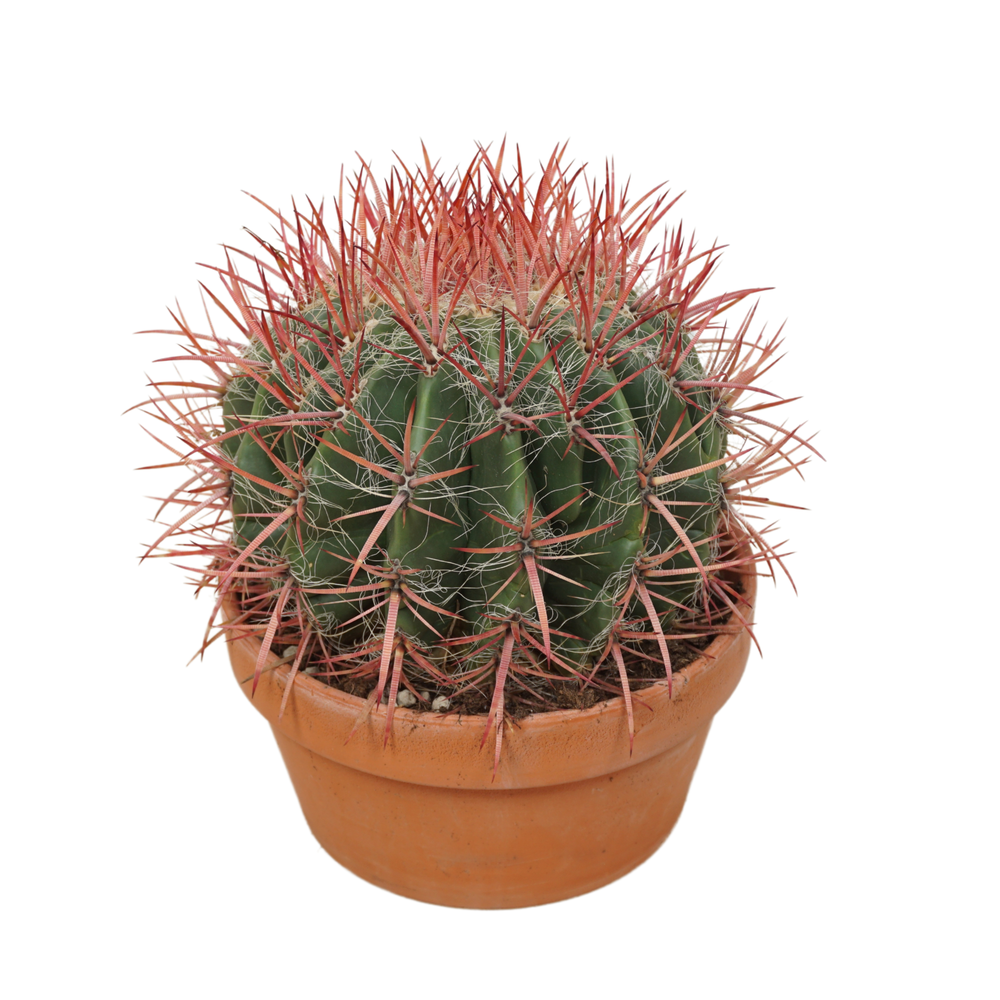 Ferocactus stainesii 20 cm.