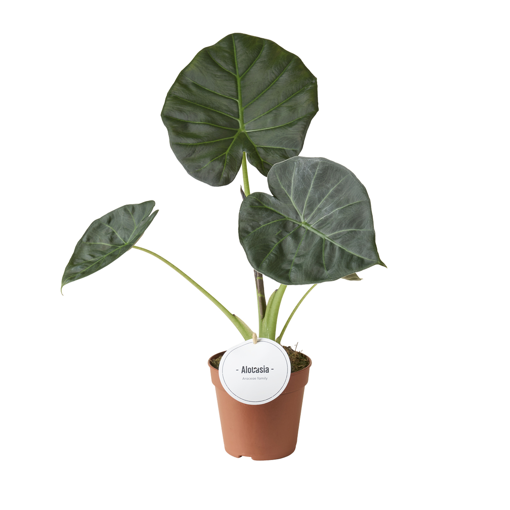Alocasia Regal Shields.