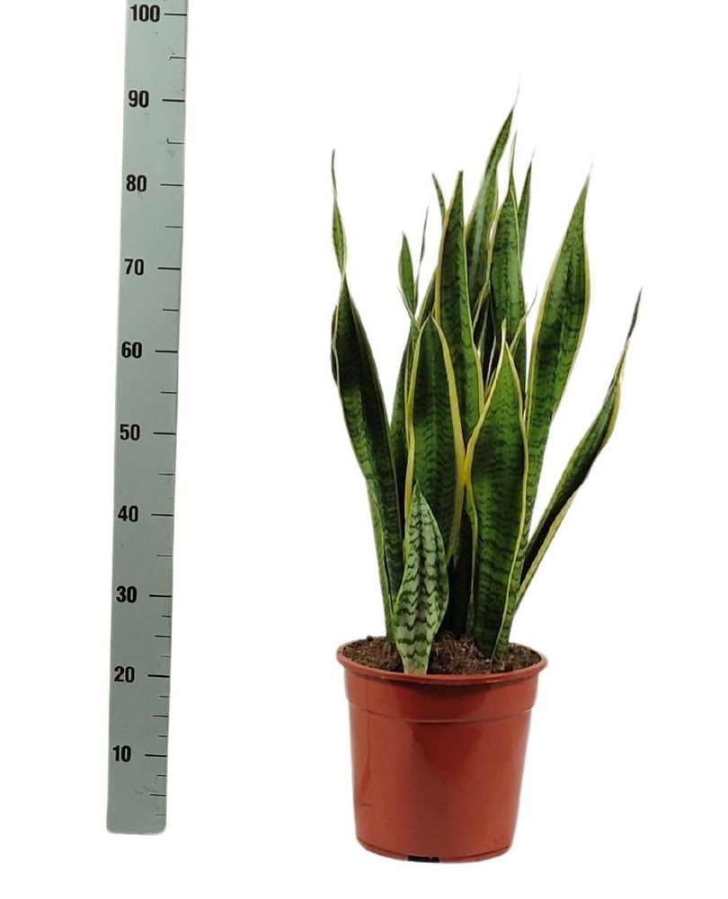 Sansevieria trifasciata 'Laurentii' 90cm.