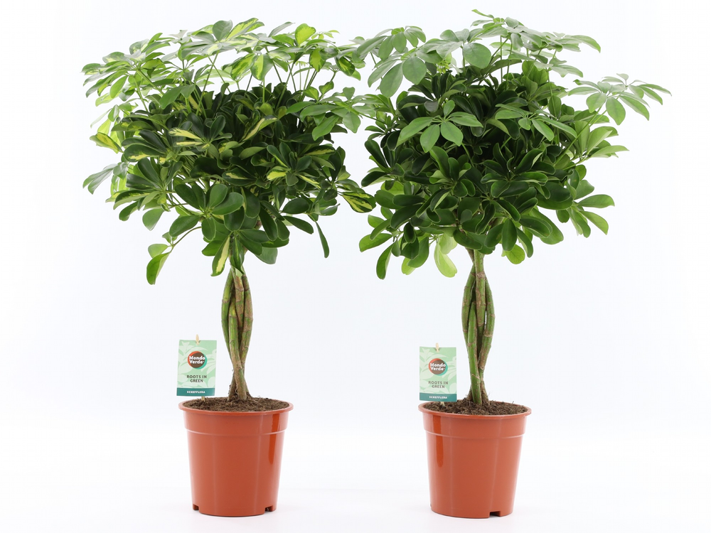 Schefflera arboricola Mix gevlochten stam.