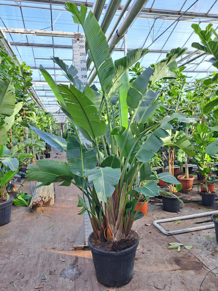 Strelitzia Nicolai 300.