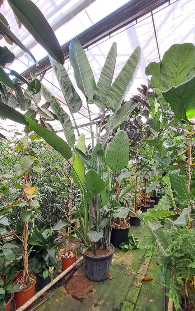 Strelitzia Nicolai bush XXL.