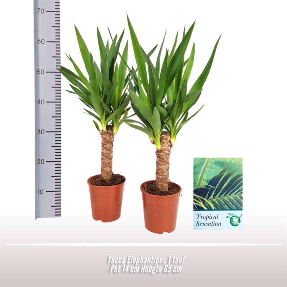 Yucca elephantipes 1 stam.