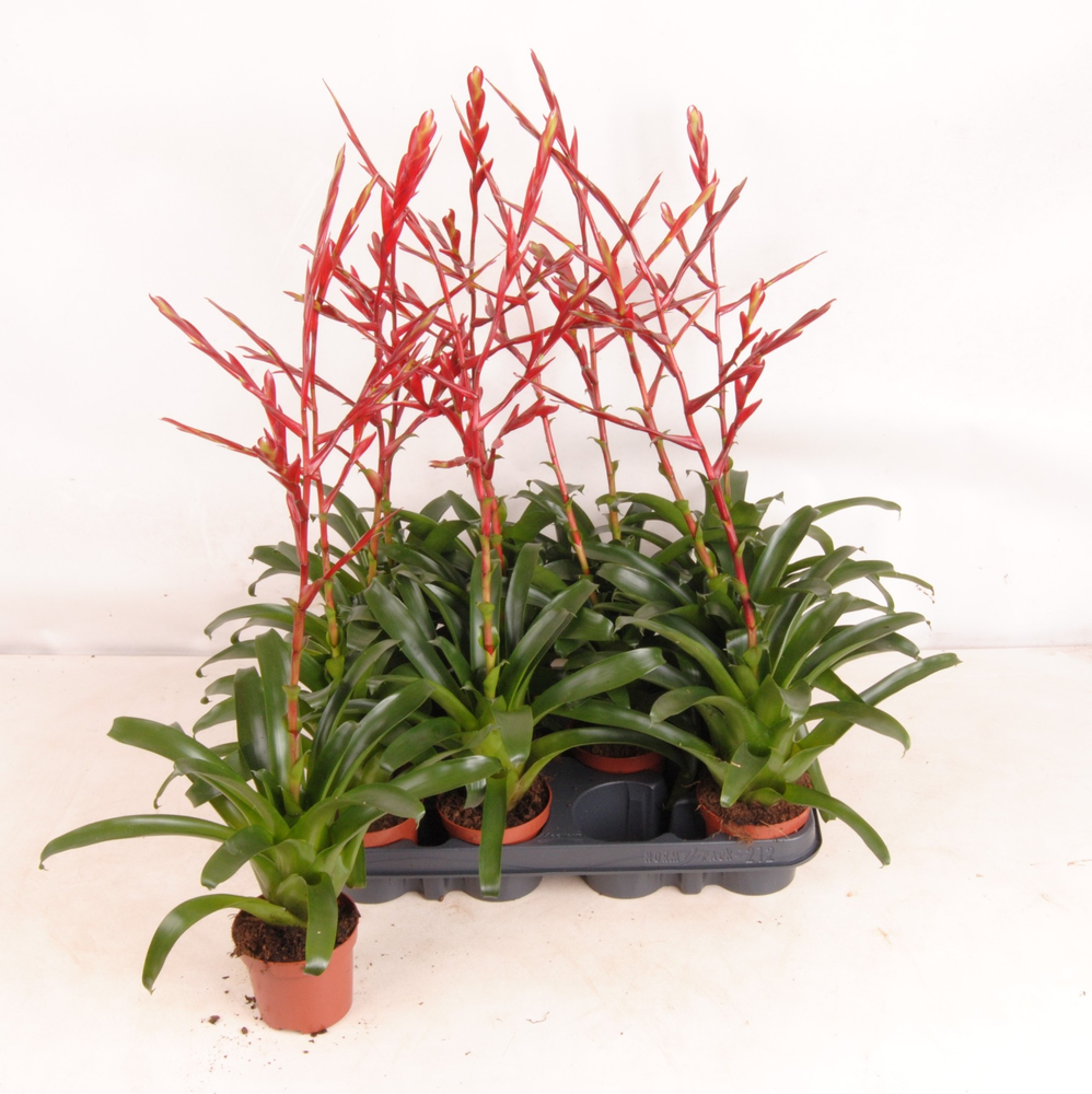 Vriesea Happy Red.