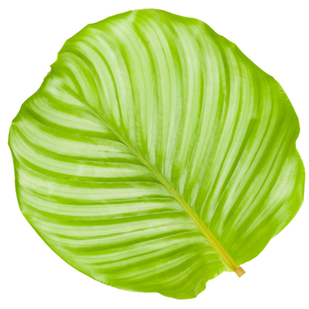 Calathea 14cm Orbiflolia Rhythm of Nature.