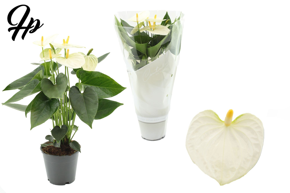 Anthurium 12 cm Cocos in Couture sleeve.