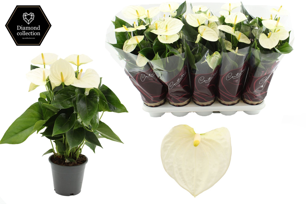Anthurium 12 cm Cocos in Couture Diamond Line Purp.