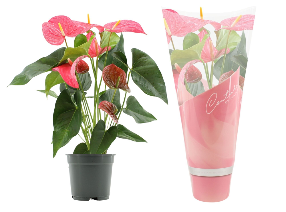 Anthurium Maine in Couture sleeve.