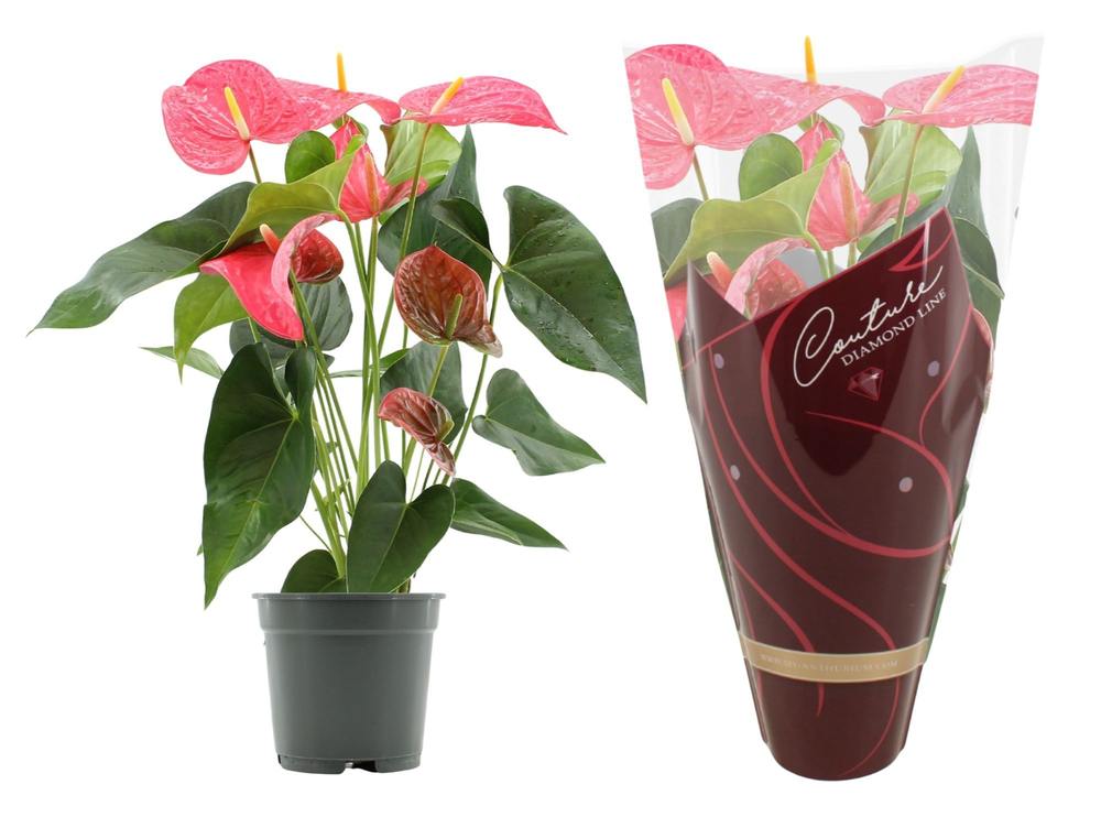 Anthurium Maine in Couture Diamond Line Purple sle.