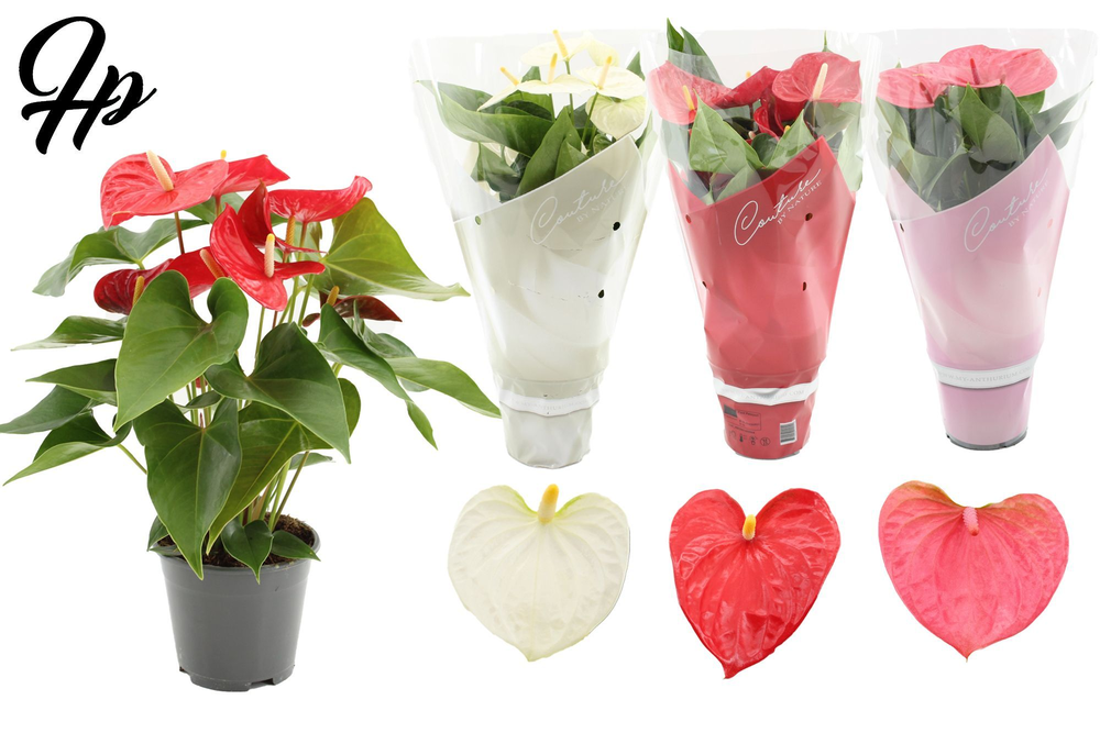 Anthurium 3 color mix in Couture sleeve.