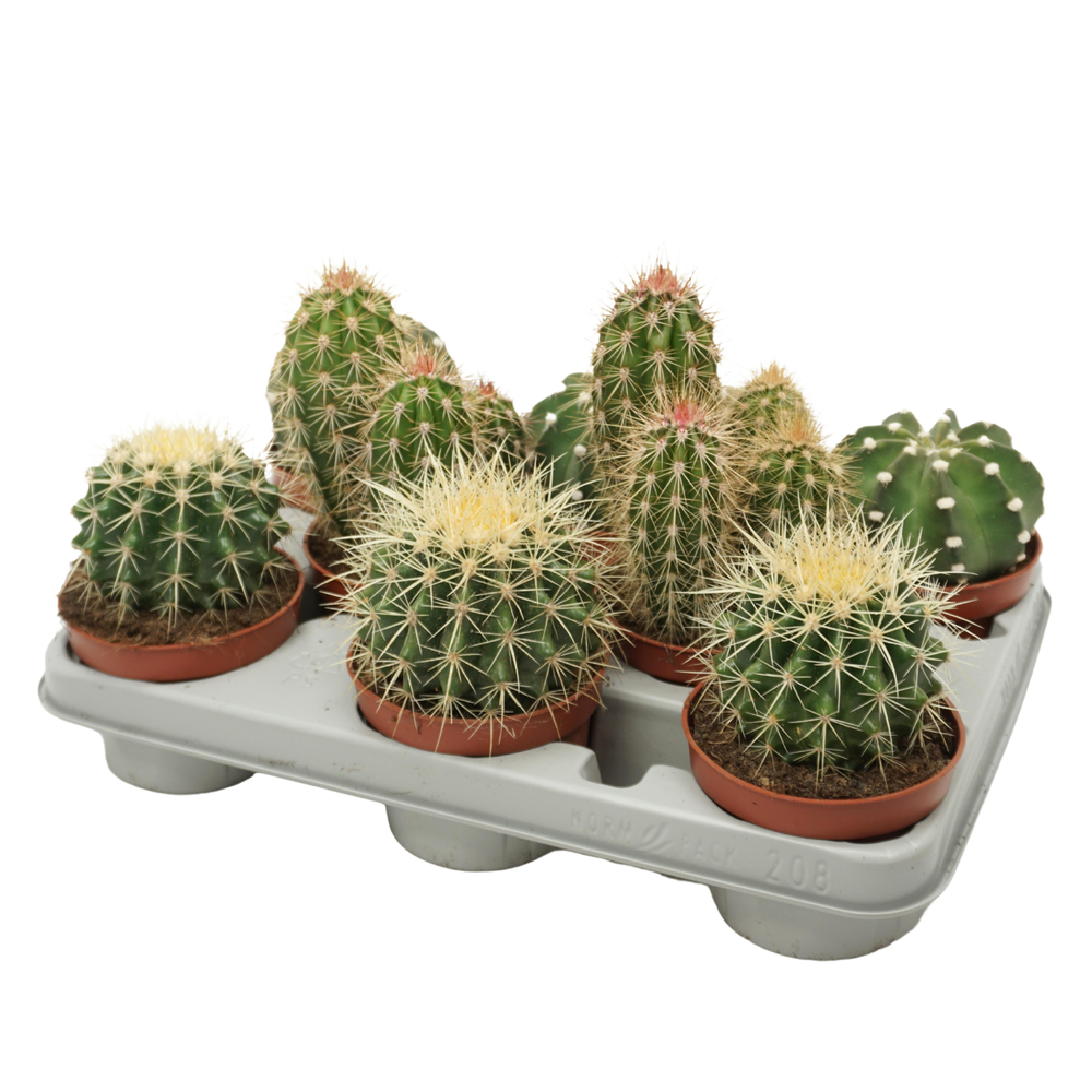 Cactus mix 10,5 cm in 208 fust.