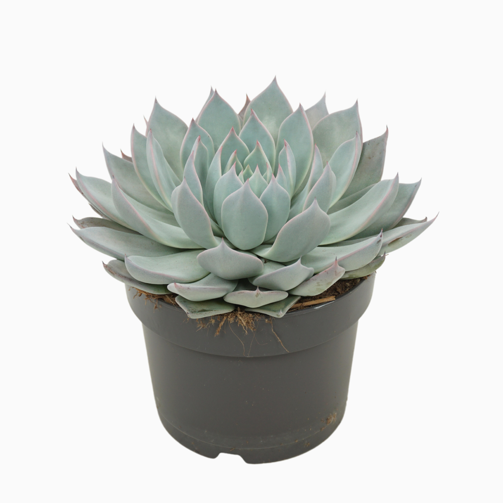Echeveria aquila 13 cm.