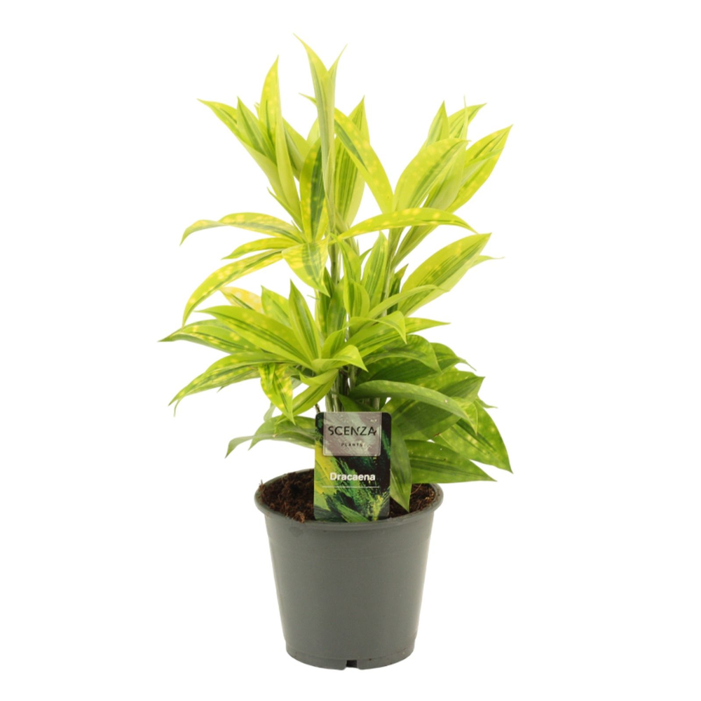 Dracaena Surculosa Mike 12 cm.
