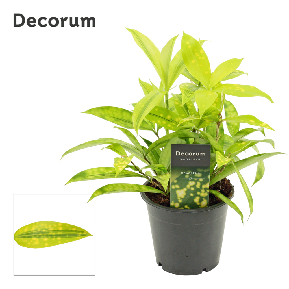 Dracaena Surculosa Mike 12 cm (Decorum).