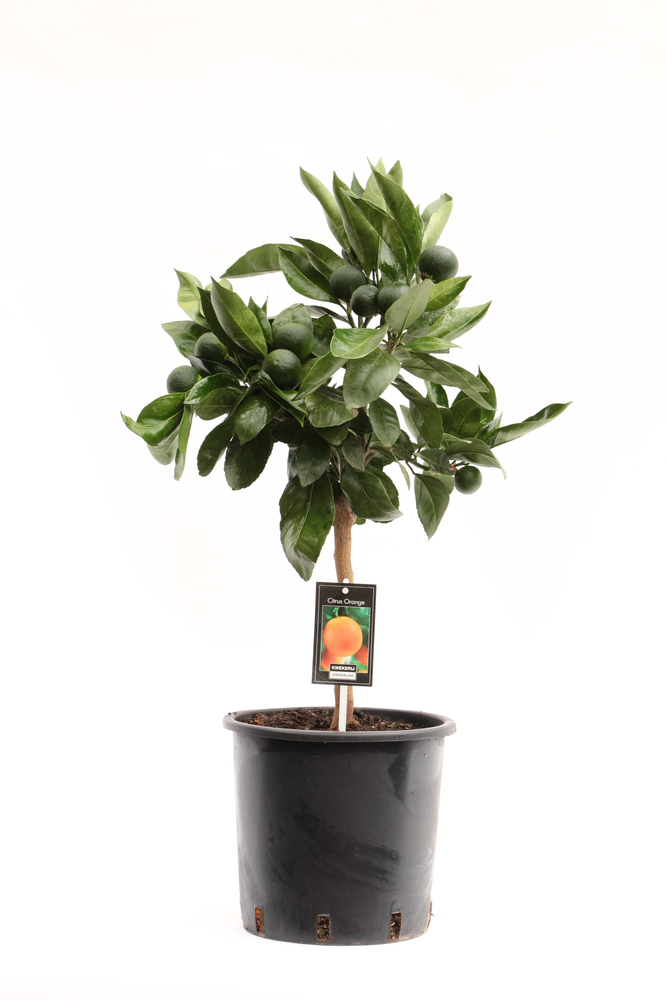 Arcobal Orange.