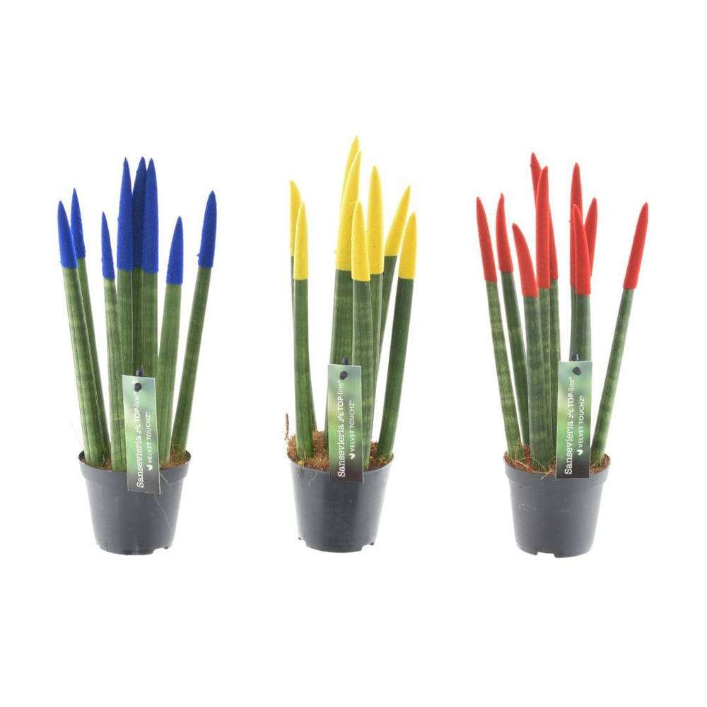 Sansevieria VELVET TOUCHZ® Roemenië.