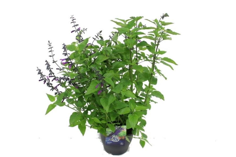 Salvia hybr. Amigo.