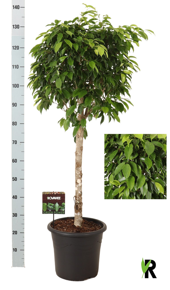 Ficus benj.Columnar op stam in sierpot.