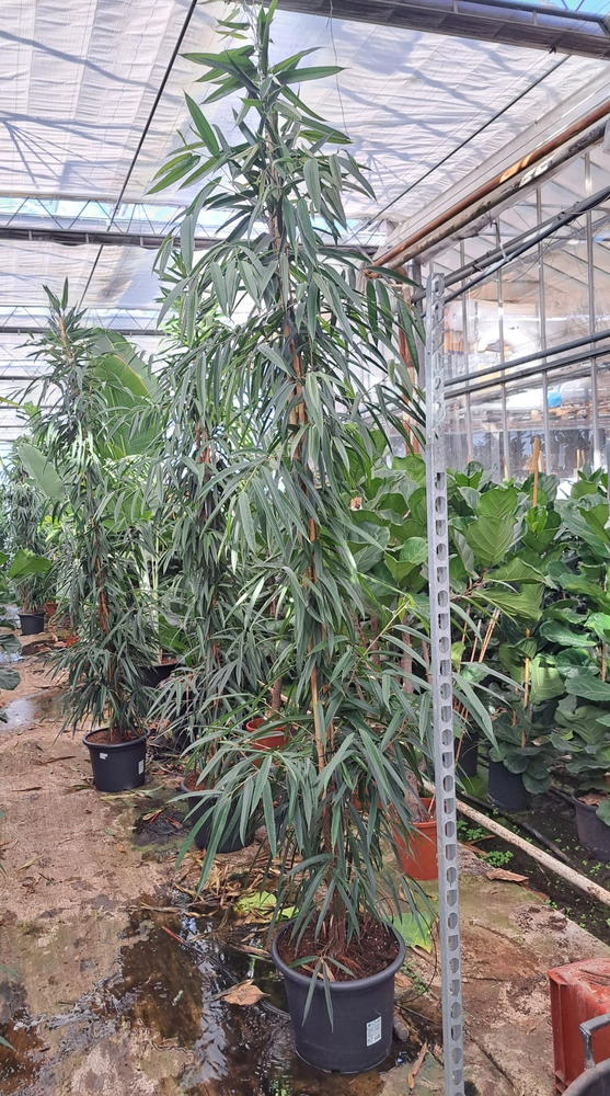 Ficus Alii piramide 350.