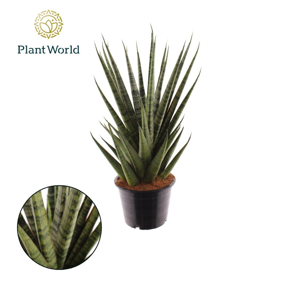 Sansevieria Sem.