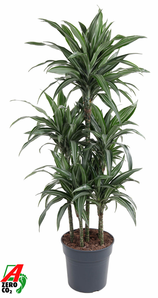 Dracaena Ulises 90-carrousel.