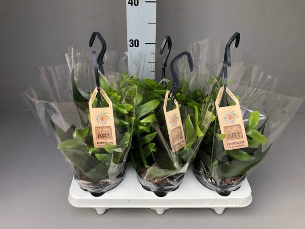 Epi chrysocardium hang 12.