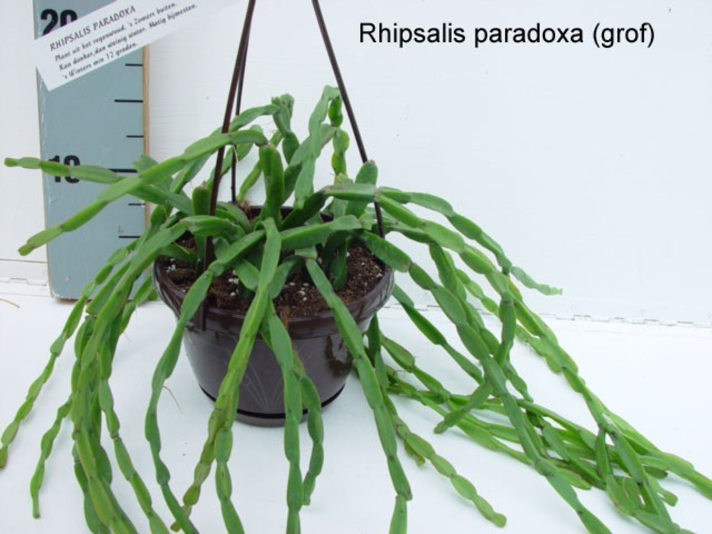 Rhipsalis paradoxa.
