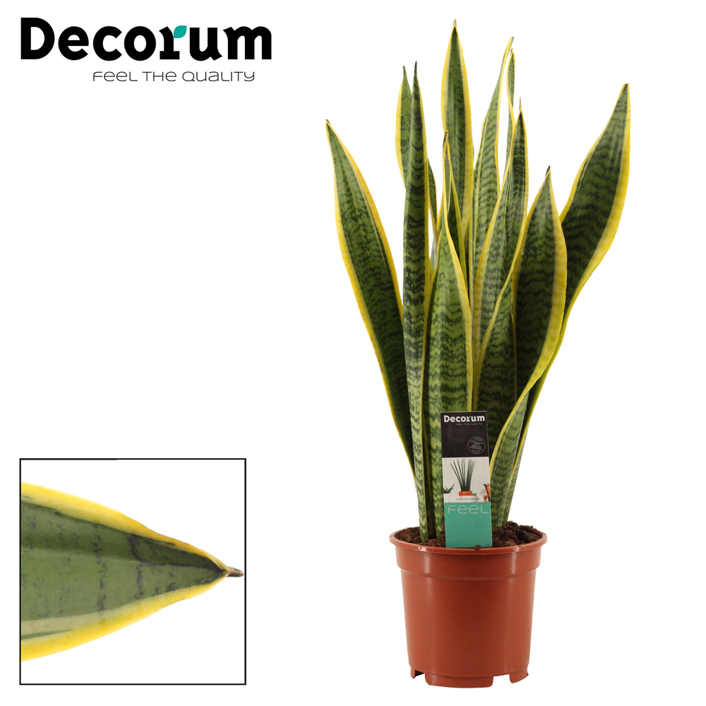 Sansevieria Laurentii 17 cm (Decorum).